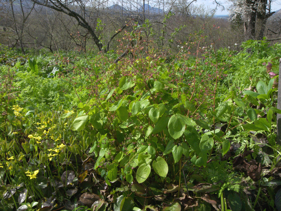 Image of Epimedium pubigerum specimen.