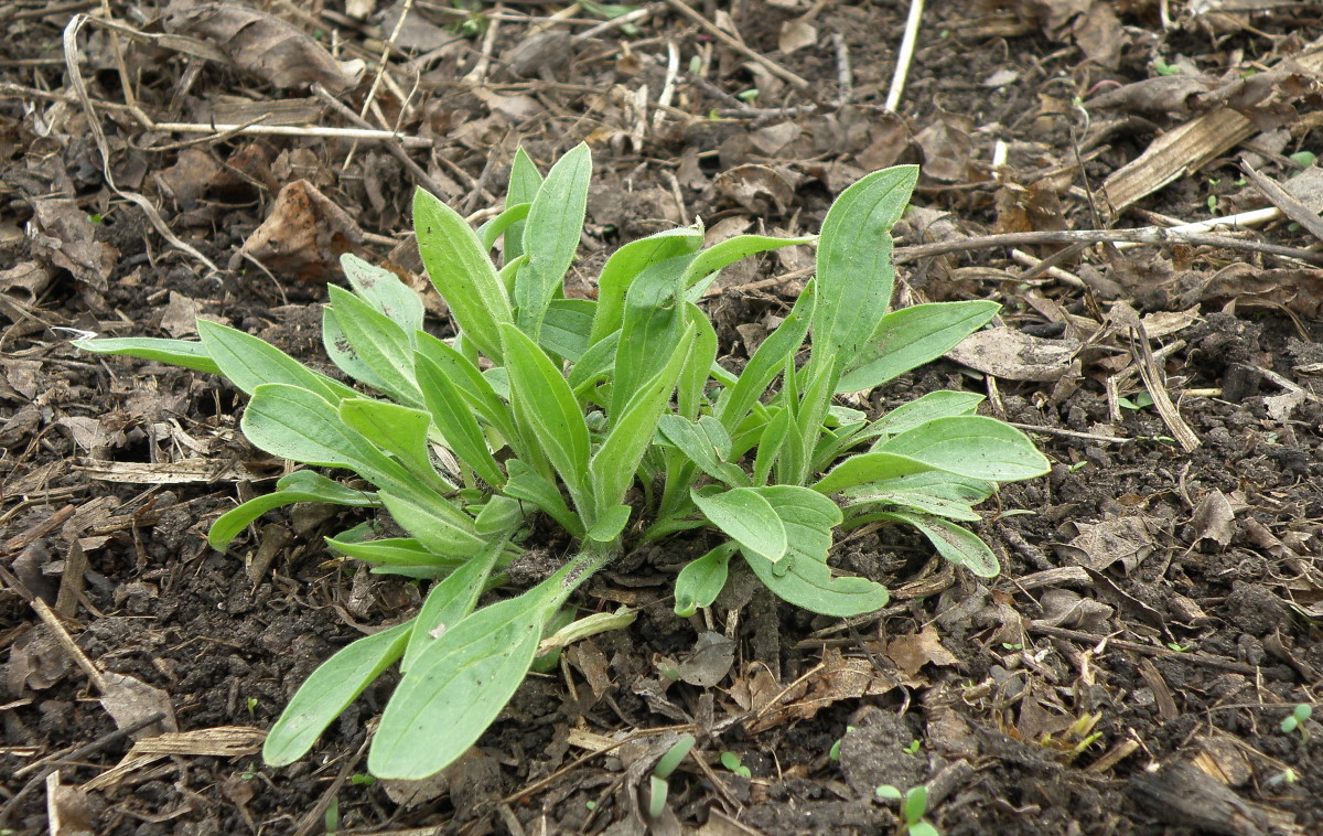 Изображение особи Melandrium latifolium.