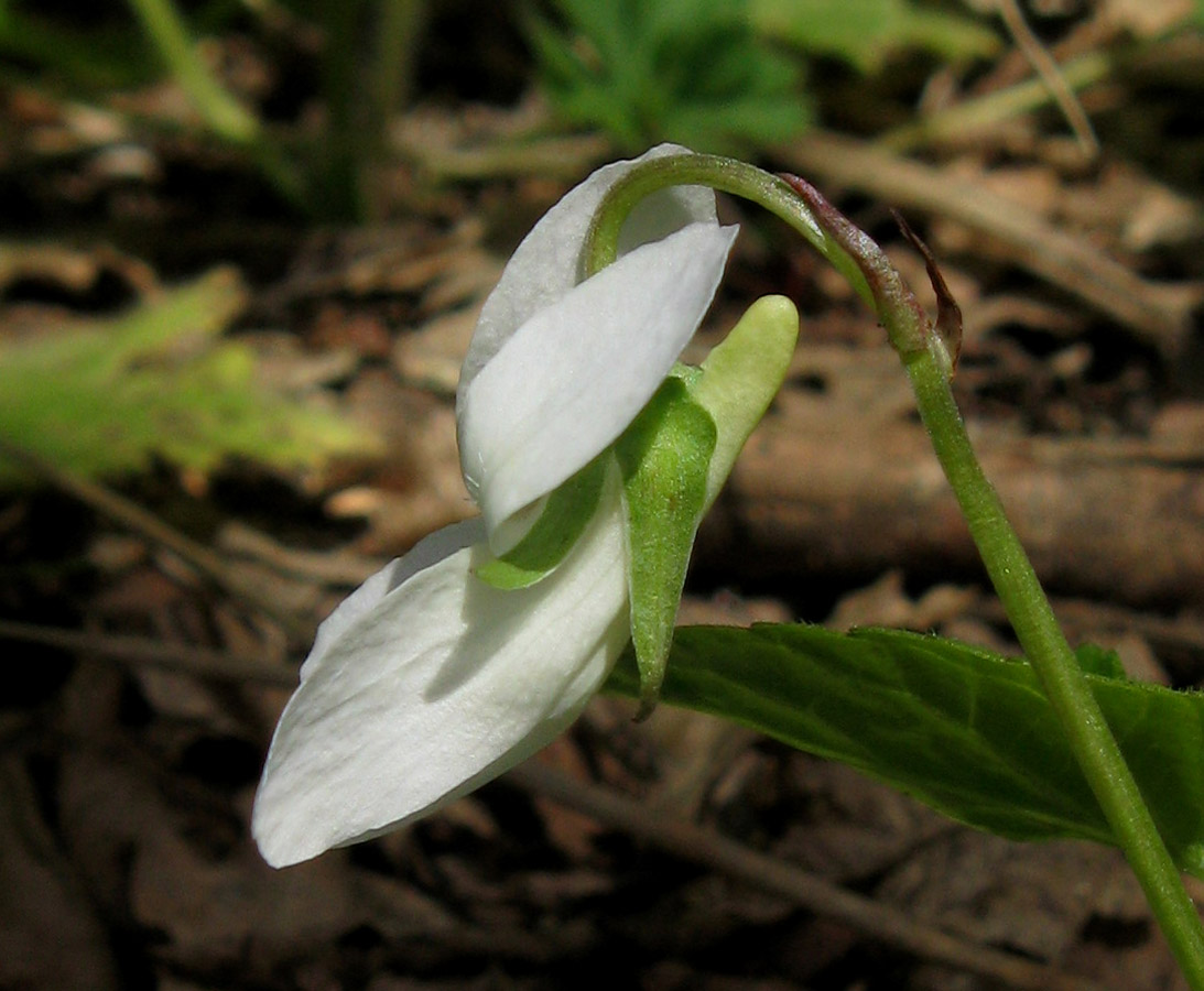Изображение особи Viola sieheana.