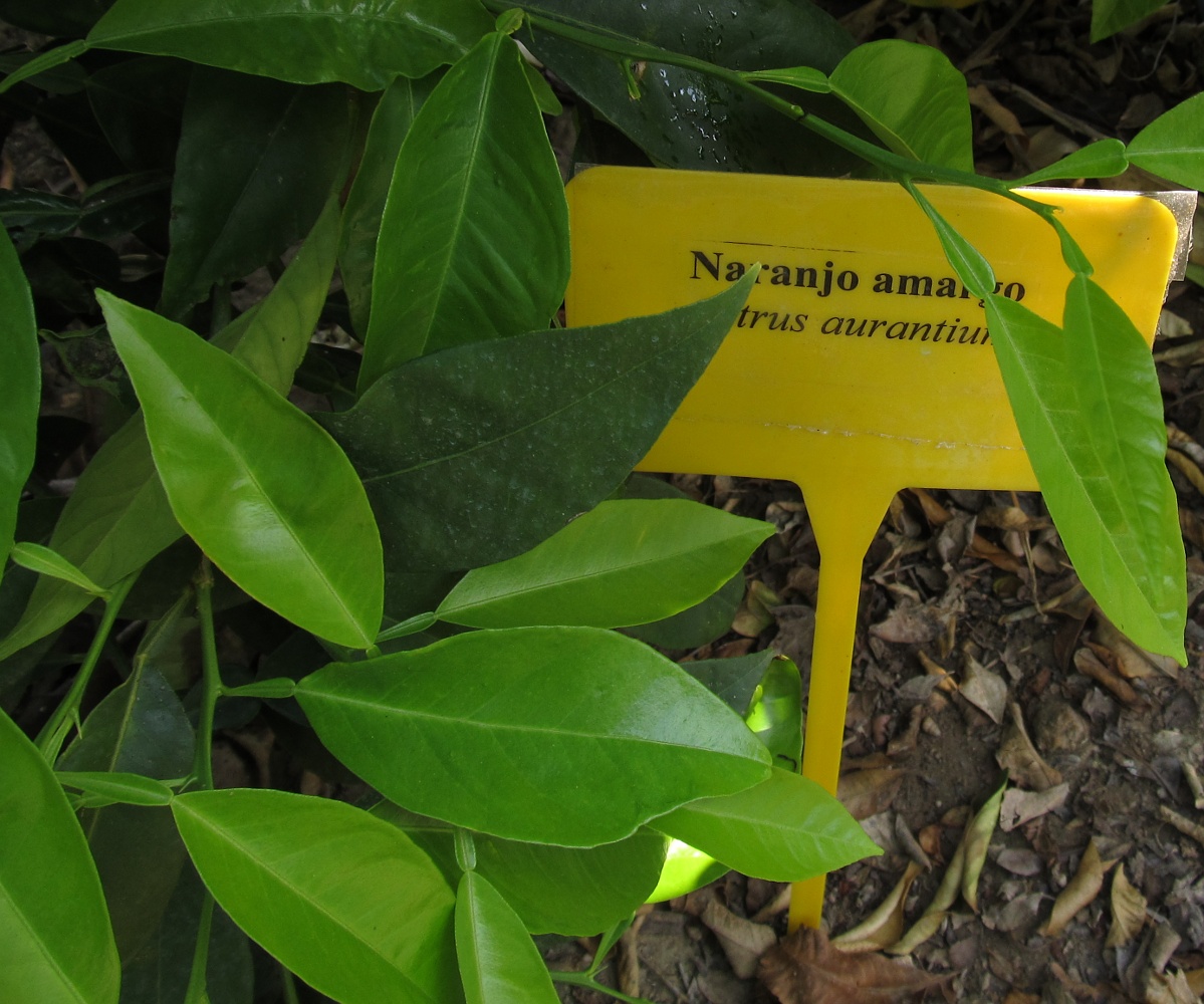 Image of Citrus maxima specimen.