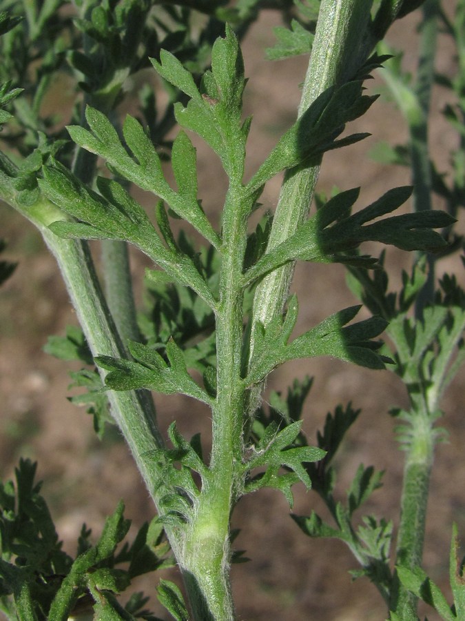 Image of Anthemis ruthenica specimen.