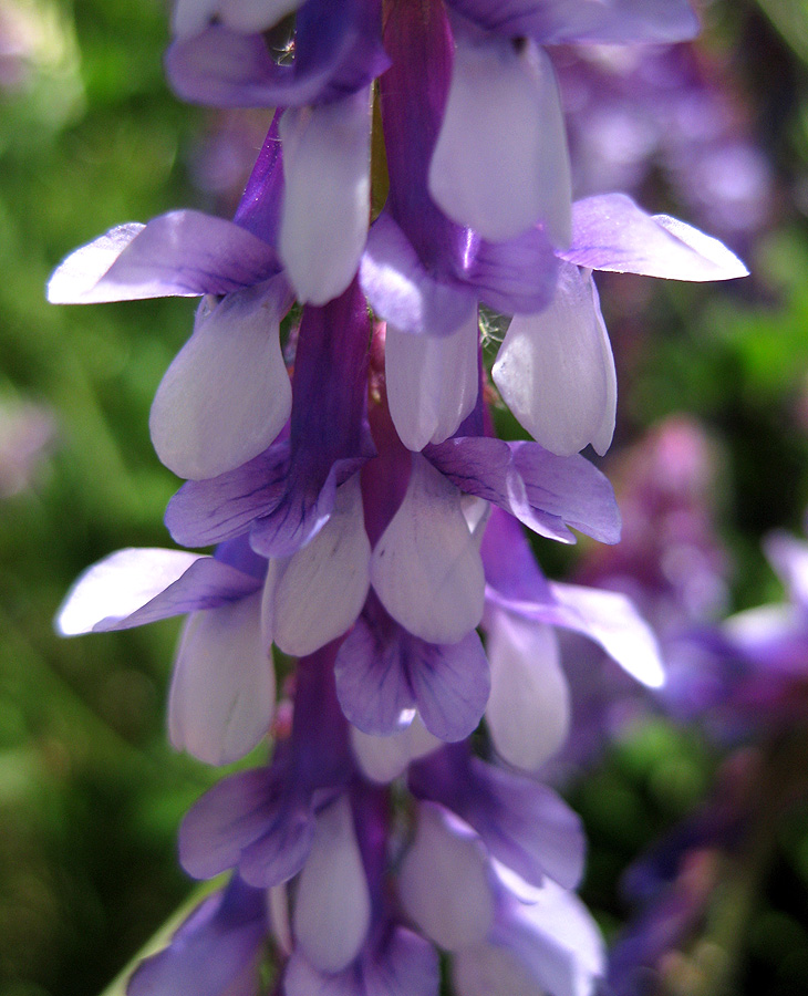 Image of Vicia villosa specimen.