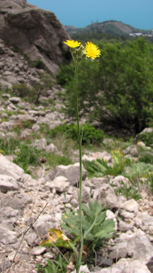 Image of Pilosella echioides specimen.