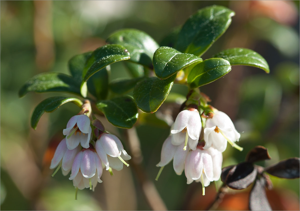 Image of Vaccinium vitis-idaea specimen.