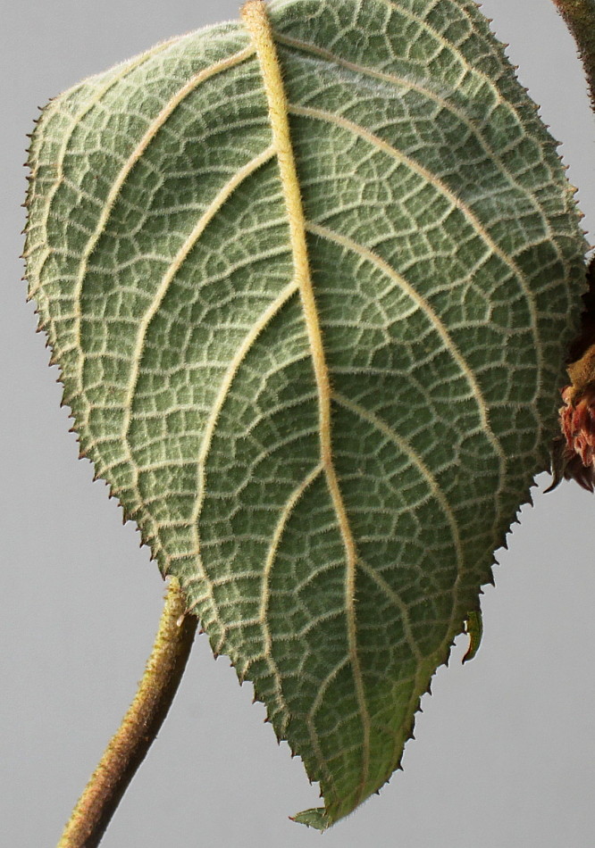 Image of Hydrangea aspera specimen.