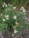 Argusia sibirica