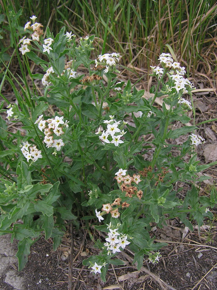 Изображение особи Argusia sibirica.