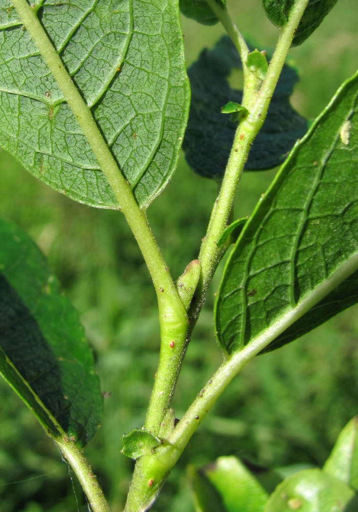 Image of Salix myrsinifolia specimen.