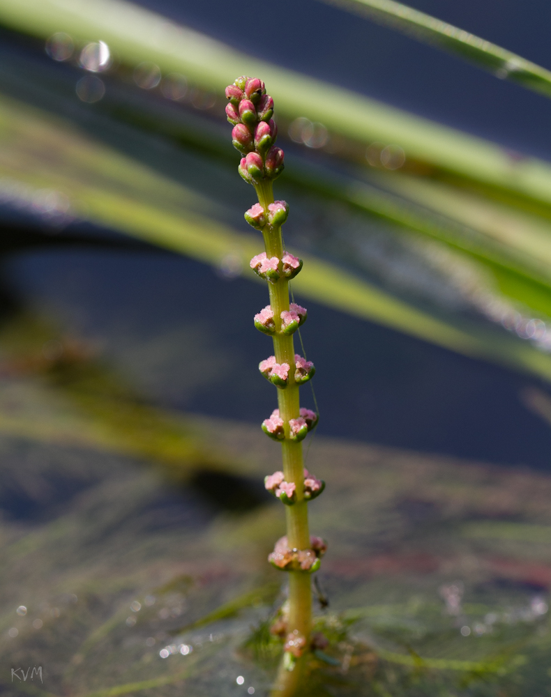 Изображение особи Myriophyllum sibiricum.