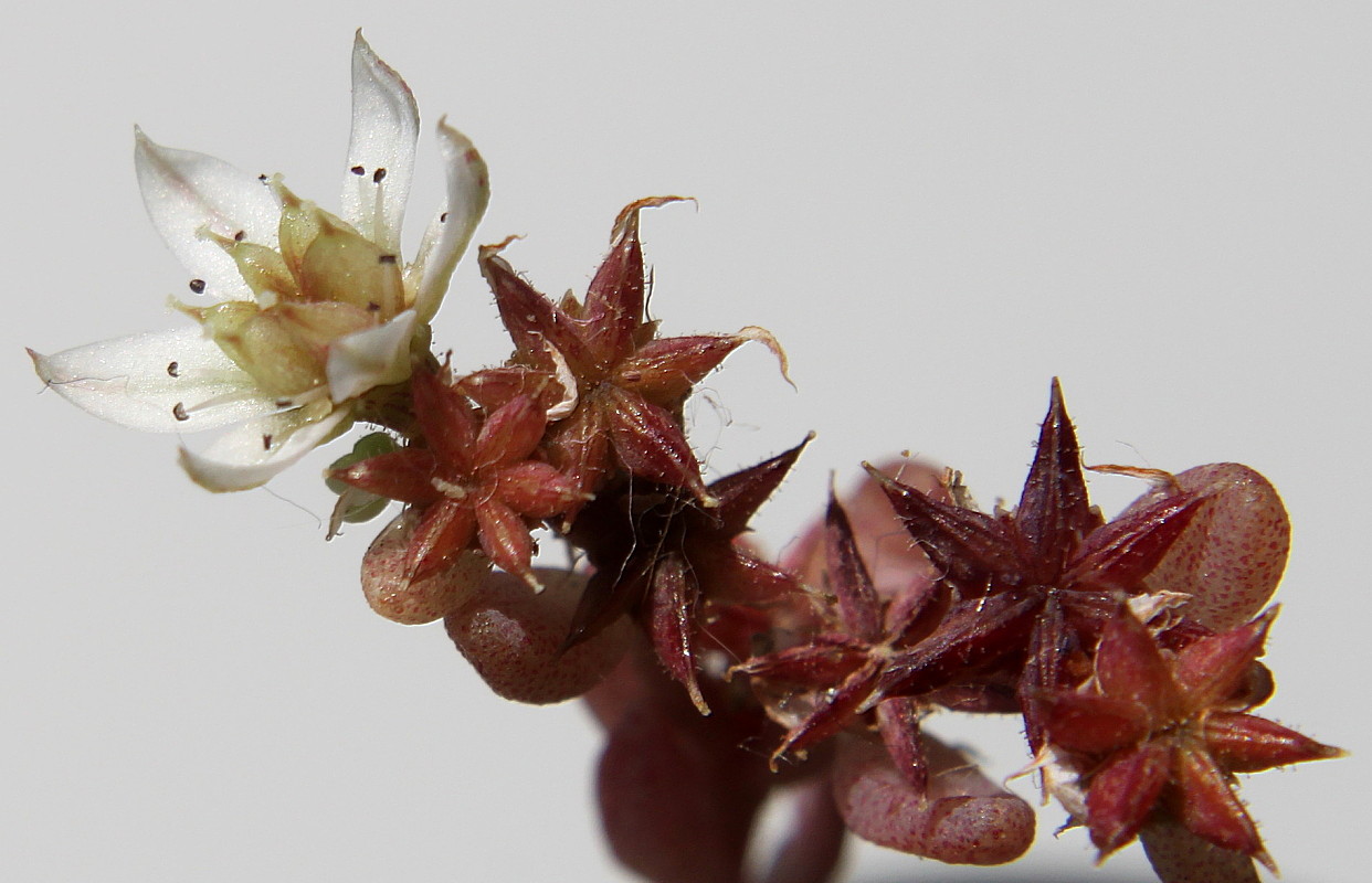 Image of Sedum hispanicum specimen.