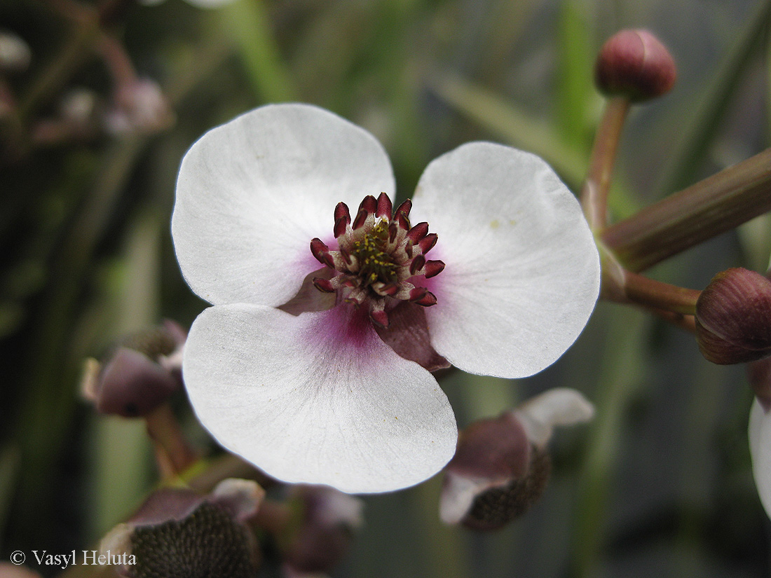 Изображение особи Sagittaria sagittifolia.