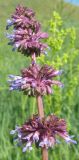 Salvia verticillata