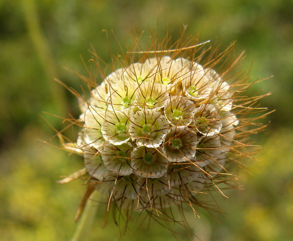 Image of Scabiosa ochroleuca specimen.