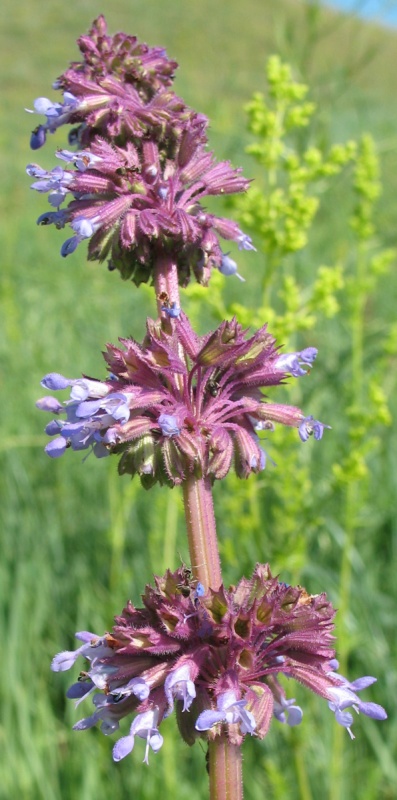 Image of Salvia verticillata specimen.