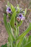 Cynoglossum creticum. Верхушка побега с соцветием. Крым, Севастополь. 11 мая 2009 г.