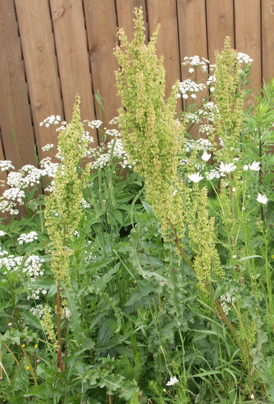 Image of Rumex longifolius specimen.