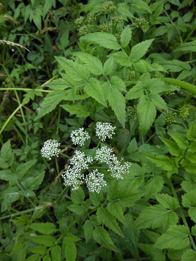 Изображение особи Oenanthe javanica.