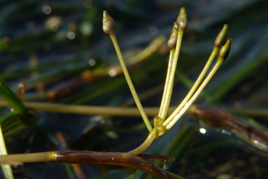 Image of Ruppia maritima specimen.