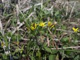 Gagea erubescens