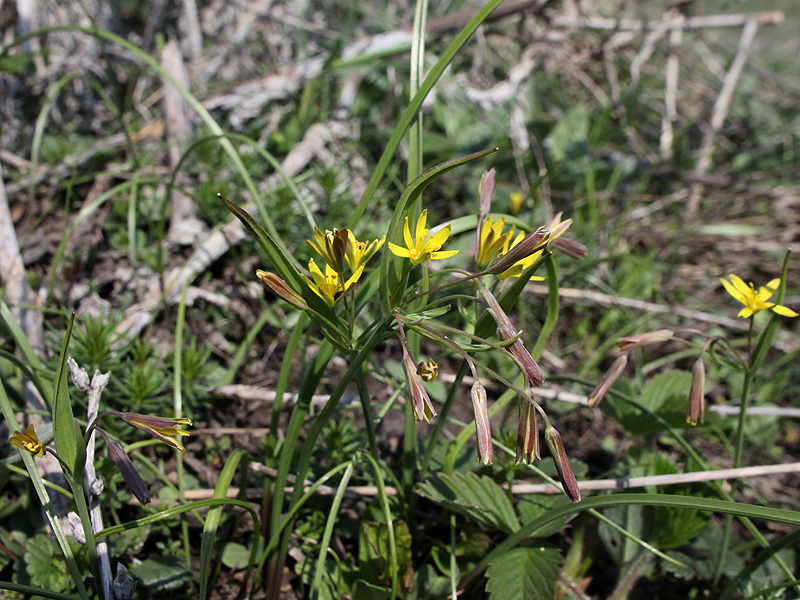 Изображение особи Gagea erubescens.