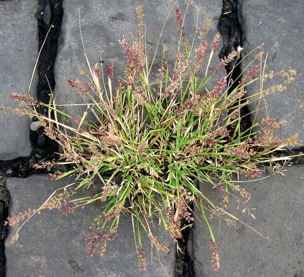 Image of Tragus racemosus specimen.
