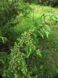 Juniperus communis. Ветвь с незрелыми шишкоягодами. Коми, Княжпогостский р-н, окр. пос. Ропча, долина руч. Дюкачева, опушка леса. 23.06.2012.