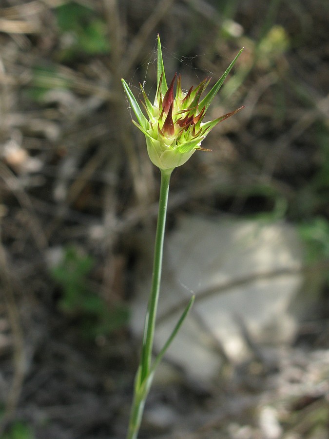 Image of Dianthus capitatus specimen.