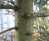 Abies nordmanniana. Часть ствола молодого дерева. Германия, г. Кемпен, \"Рождественая Ёлка\". 16.11.2012.