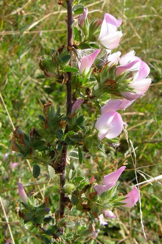 Image of Ononis arvensis ssp. spinescens specimen.