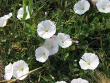 genus Convolvulus. Цветущее растение. Испания, Каталония, Жирона, Тосса-де-Мар, крепость Вила-Велья. 24.06.2012.