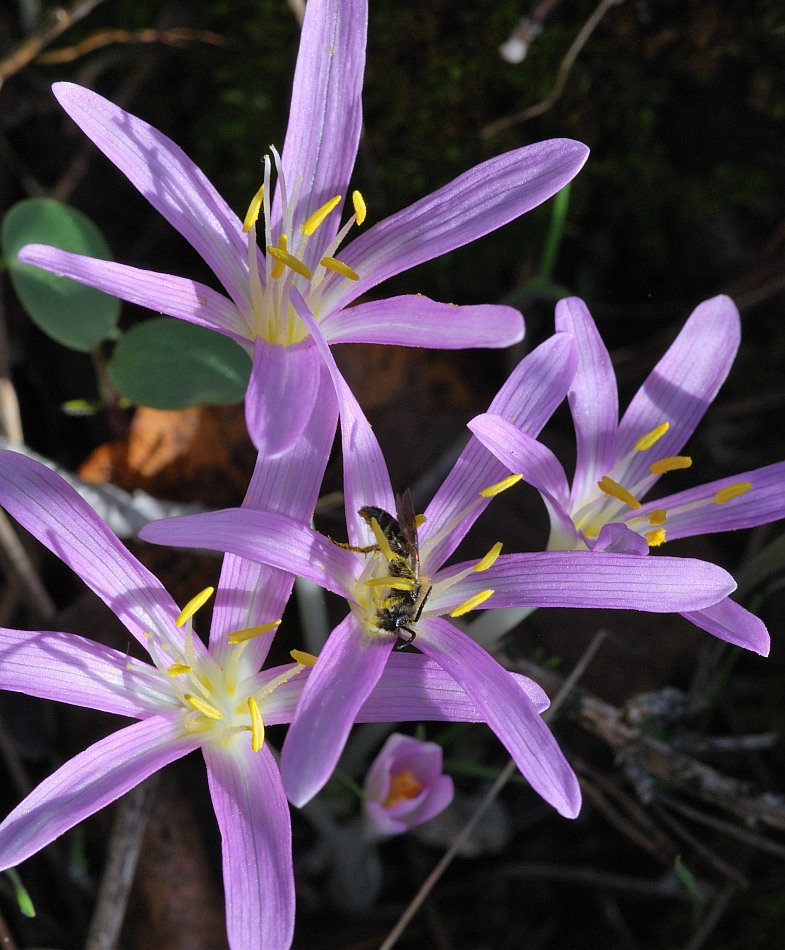 Изображение особи Colchicum stevenii.