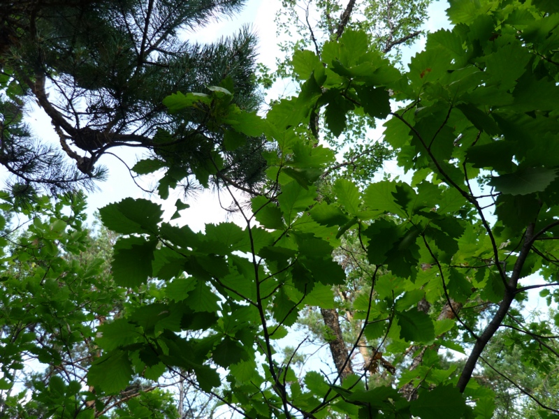 Изображение особи Quercus mongolica.