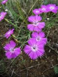 Dianthus versicolor