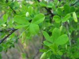 Image of taxon representative. Author is Наталия Шульц
