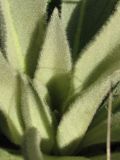Verbascum thapsus. Центральная часть розетки прикорневых листьев. Украина, г. Запорожье, о-в Хортица. 20.09.2009.