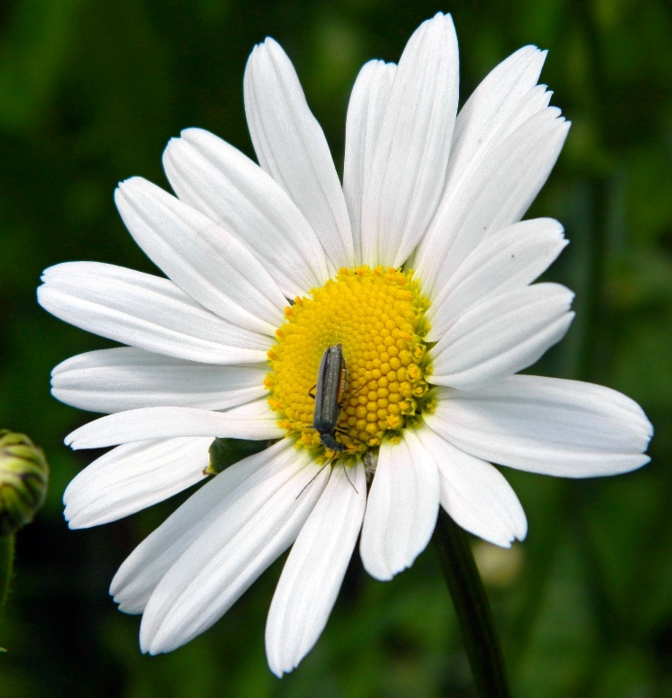 Image of Leucanthemum vulgare specimen.