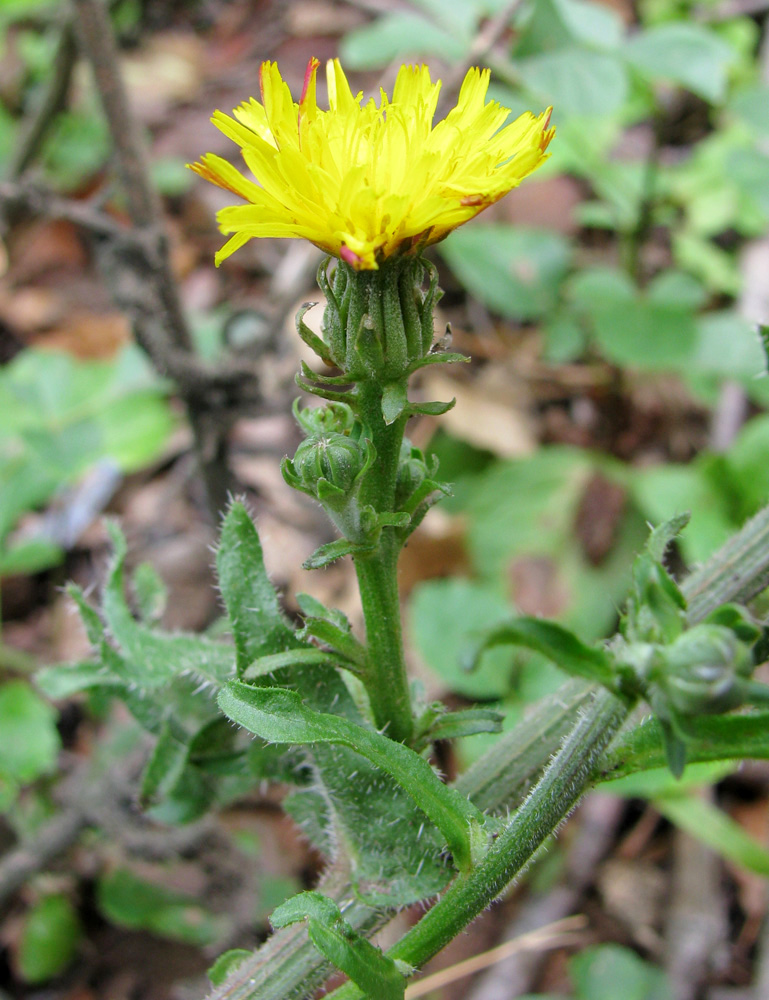 Image of Picris hieracioides ssp. spinulosa specimen.