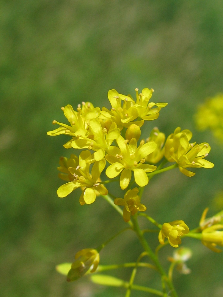 Image of Isatis campestris specimen.