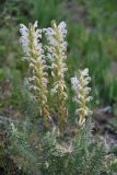 Pedicularis achilleifolia
