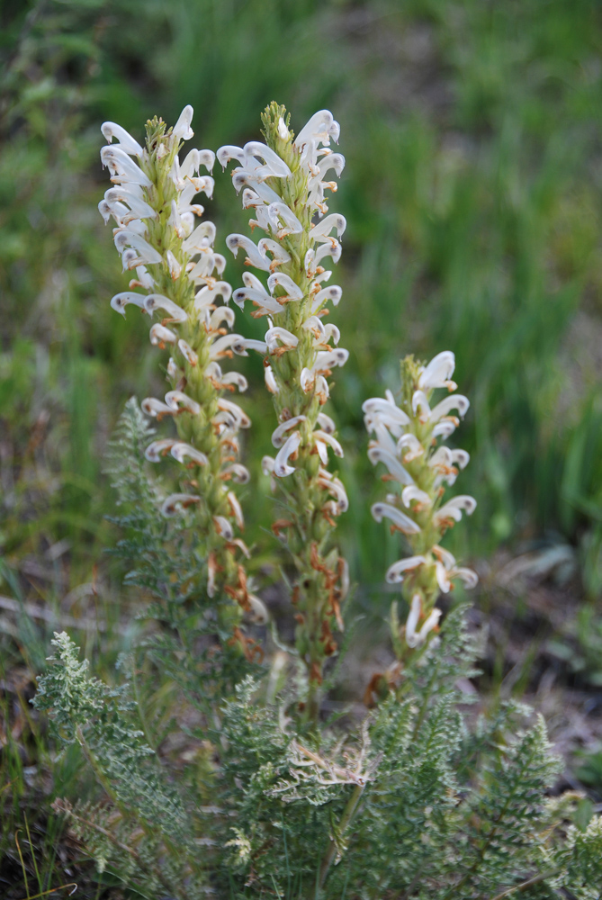 Изображение особи Pedicularis achilleifolia.