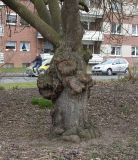 Prunus serrulata. Нижняя часть старого растения с наростами ('Pendula'). Германия, г. Кемпен, в парке. 28.03.2013.