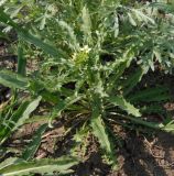 Erysimum repandum