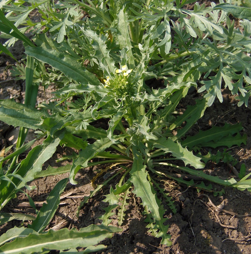 Изображение особи Erysimum repandum.