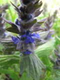 Ajuga genevensis. Часть соцветия. Тамбовская обл., Петровский р-н, окр. ур. Садовый, луг. 12.05.2013.