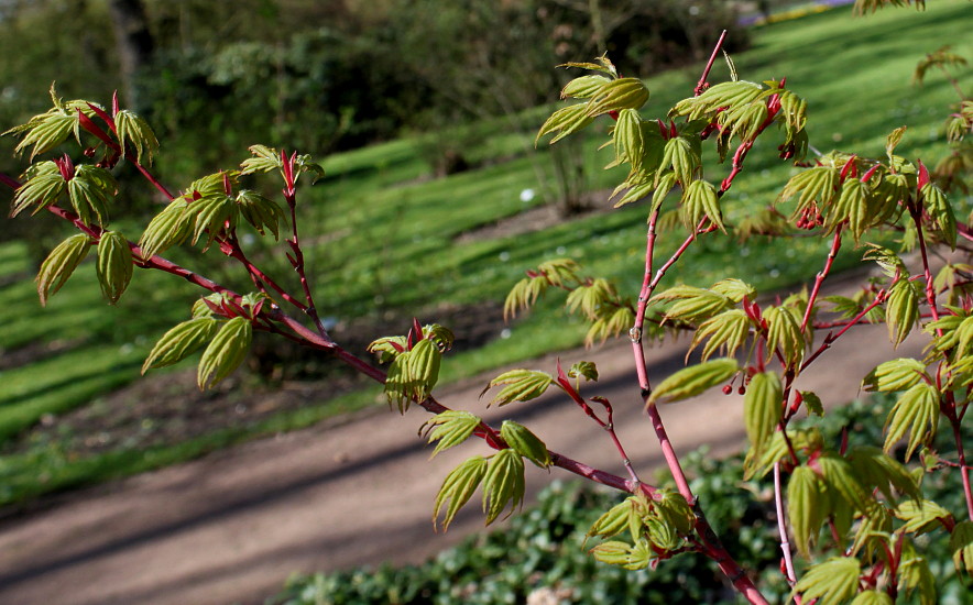Image of Acer palmatum specimen.