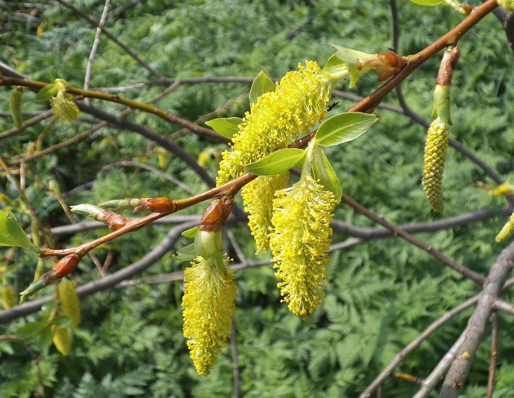 Изображение особи Salix pentandra.