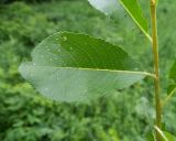 Salix myrsinifolia