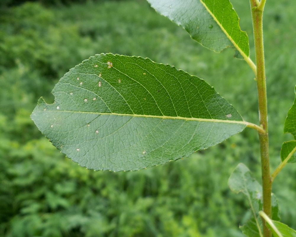 Image of Salix myrsinifolia specimen.