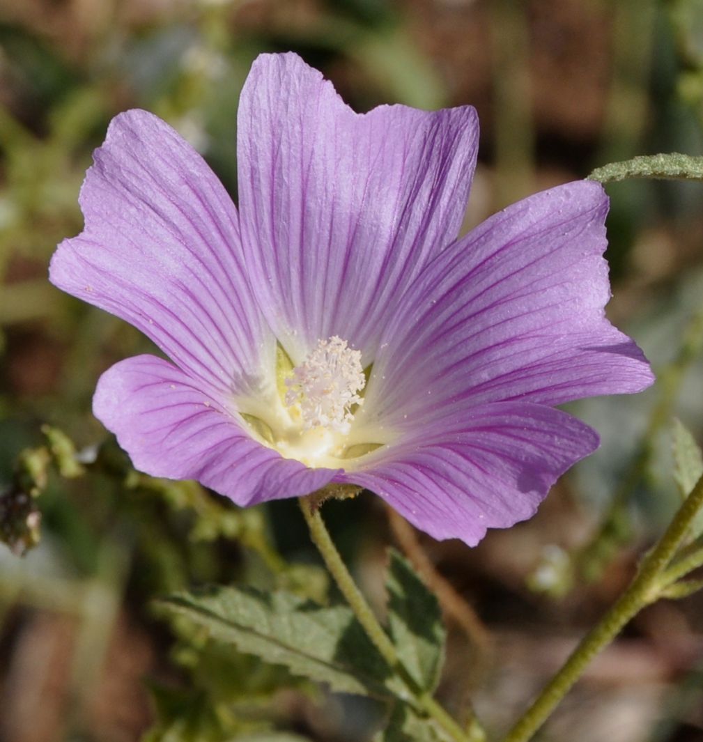 Изображение особи Malva punctata.