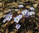 Plagiorhegma dubium